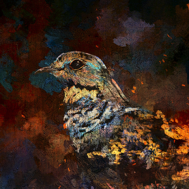 Image Cover